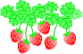 bd strawberry45